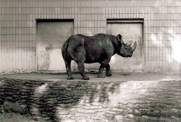 karl kels rhinoceroses
